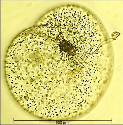 Influence of Light Availability and Prey Type on the Growth and Photo-Physiological Rates of the Mixotroph Noctiluca scintillans